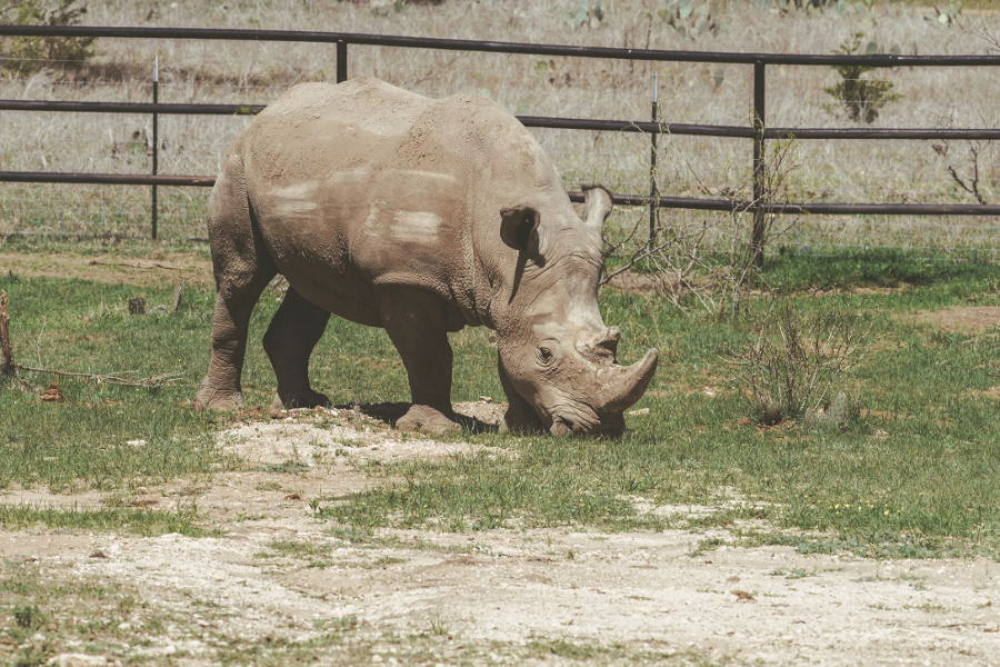 SmartStrand Rhinory Campaign promo featuring a rhino
