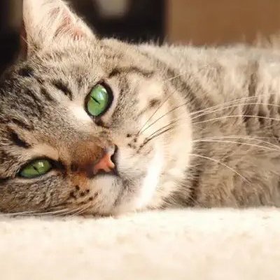 Durable carpet flooring installation in Portland OR